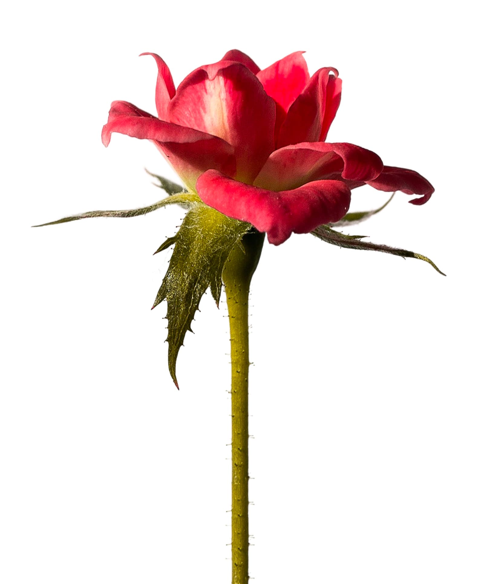 Bespoke bouquet process